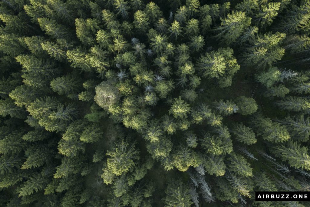 Another classic tree top drone shot.